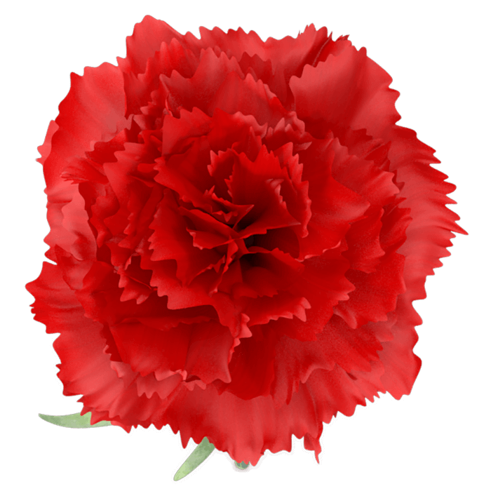 red carnation